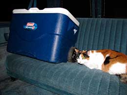 Cat and insulated cooler in the backseat of a car.