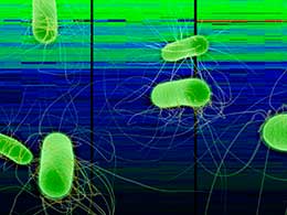 Bacteria.