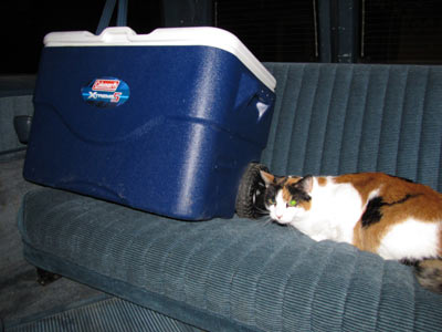 A cat by a cooler