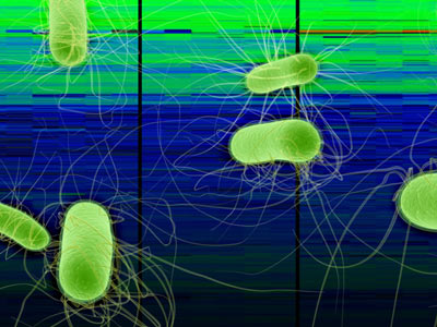 A microscopic image of bacteria